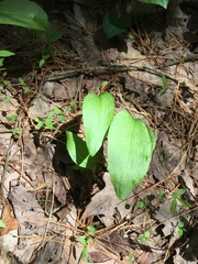 Ophioglossum pusillum