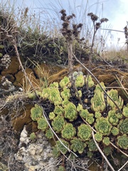 Sempervivum tectorum