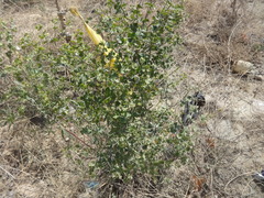 Euphorbia seguieriana