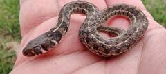 Thamnophis marcianus