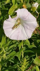 Conocephalus strictus