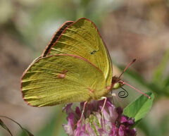Colias christina