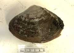 Mactromeris polynyma