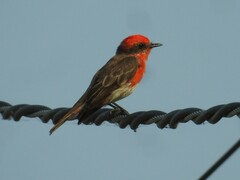 Pyrocephalus rubinus