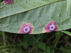 Puccinia phragmitis