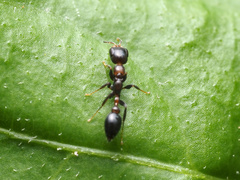 Pseudomyrmex ejectus