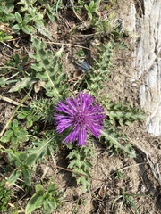 Cirsium acaule