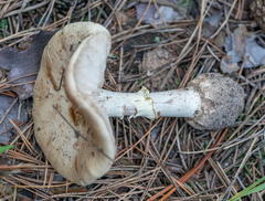 Amanita rubescens