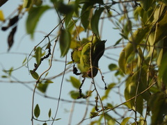 Brotogeris sanctithomae