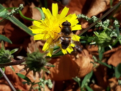 Eristalis tenax