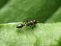 Pseudomyrmex ejectus