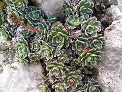 Saxifraga paniculata