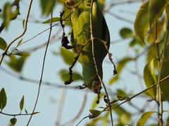 Brotogeris sanctithomae