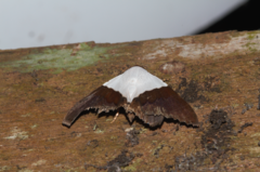 Eulepidotis vincentiata