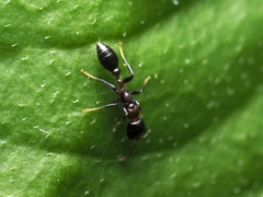 Pseudomyrmex ejectus
