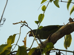 Brotogeris sanctithomae