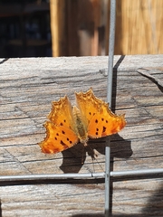 Polygonia egea