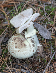 Amanita rubescens