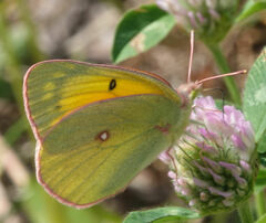 Colias christina