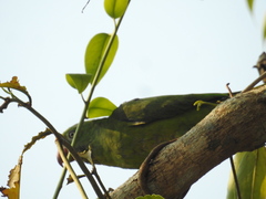 Brotogeris sanctithomae