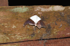 Eulepidotis vincentiata