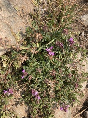 Thymus serpyllum
