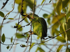 Brotogeris sanctithomae