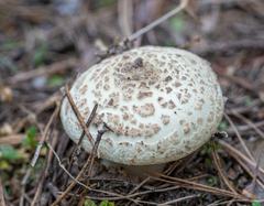 Amanita rubescens