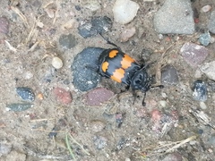 Nicrophorus vespilloides