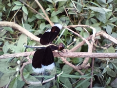 Neurothemis tullia