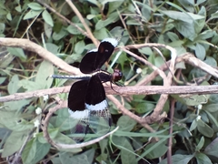 Neurothemis tullia