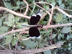 Neurothemis tullia