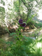 Cynoglossum officinale