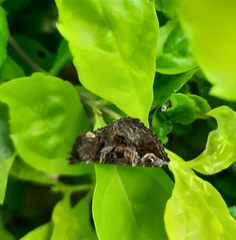 Hypena laceratalis