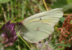 Colias christina