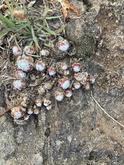 Sempervivum arachnoideum