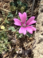 Malva sylvestris