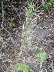 Epilobium parviflorum
