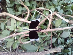 Neurothemis tullia
