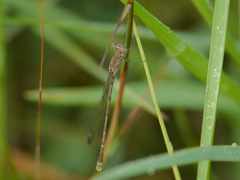 Lestes tridens