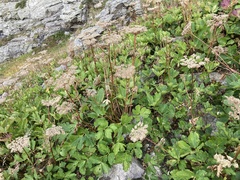 Peucedanum ostruthium