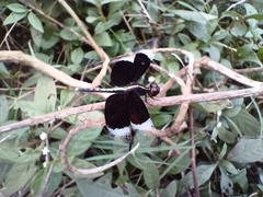 Neurothemis tullia