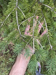 Pinaceae