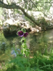 Cynoglossum officinale