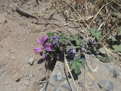 Malva sylvestris