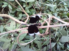 Neurothemis tullia