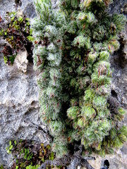 Erica occulta
