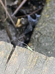 Trigonotylus caelestialium