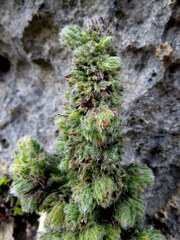 Erica occulta