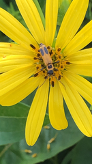 Chauliognathus pensylvanicus